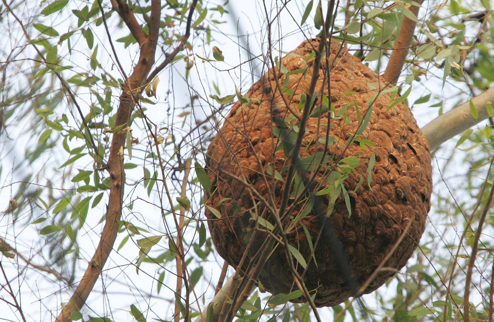 马鲁特联vs永亚卡达_两儿童遭蜂群蜇伤身亡马鲁特联vs永亚卡达，养蜂人涉过失致人死亡被立案！胡蜂养殖监管存模糊地带